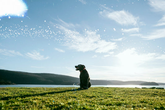 Dog Sitting Landscape View